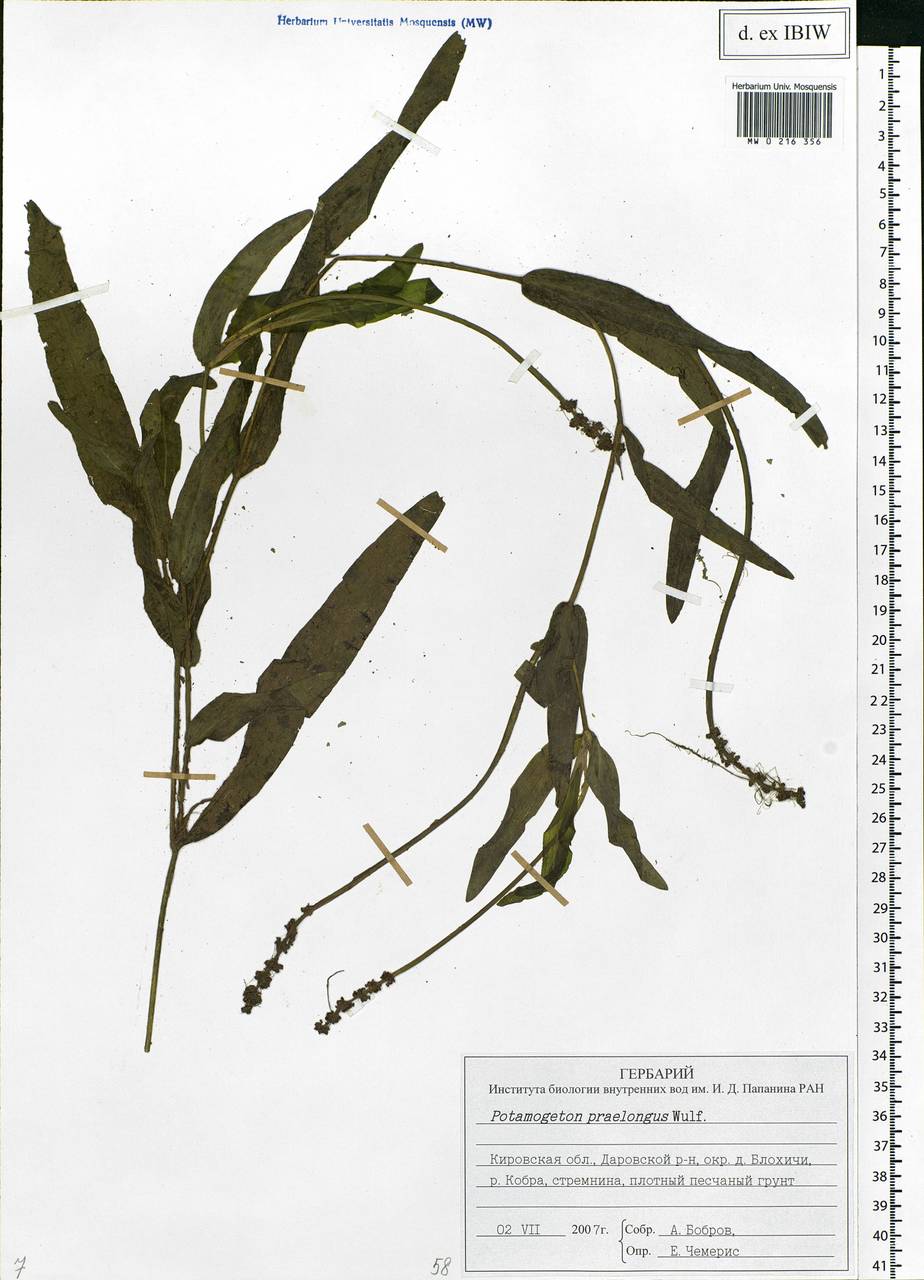Potamogeton praelongus Wulfen, Eastern Europe, Volga-Kama region (E7) (Russia)