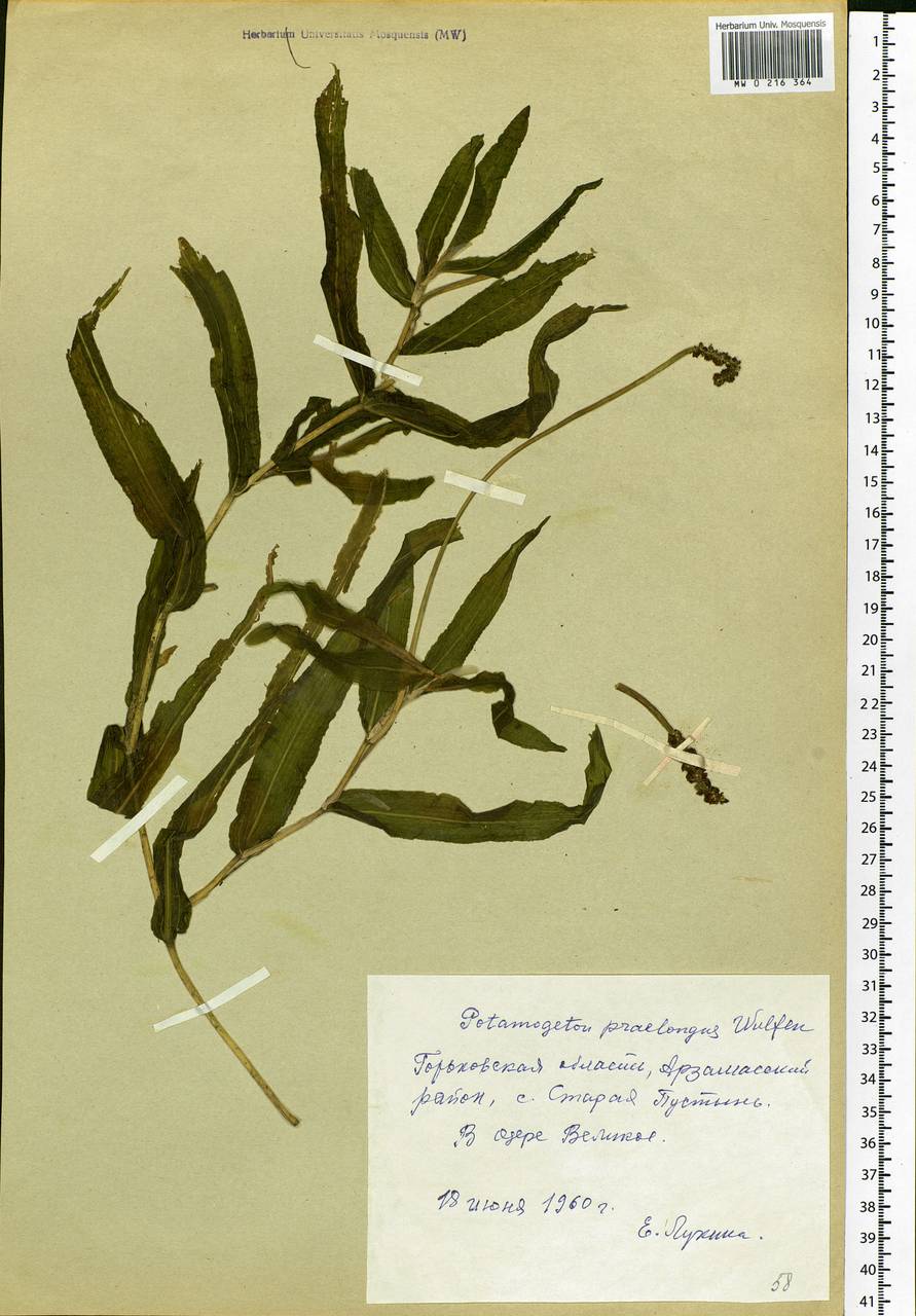 Potamogeton praelongus Wulfen, Eastern Europe, Volga-Kama region (E7) (Russia)