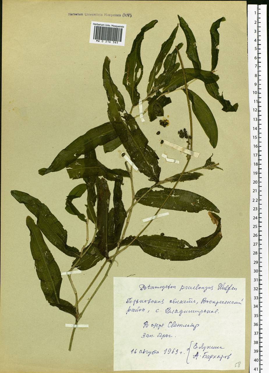 Potamogeton praelongus Wulfen, Eastern Europe, Volga-Kama region (E7) (Russia)