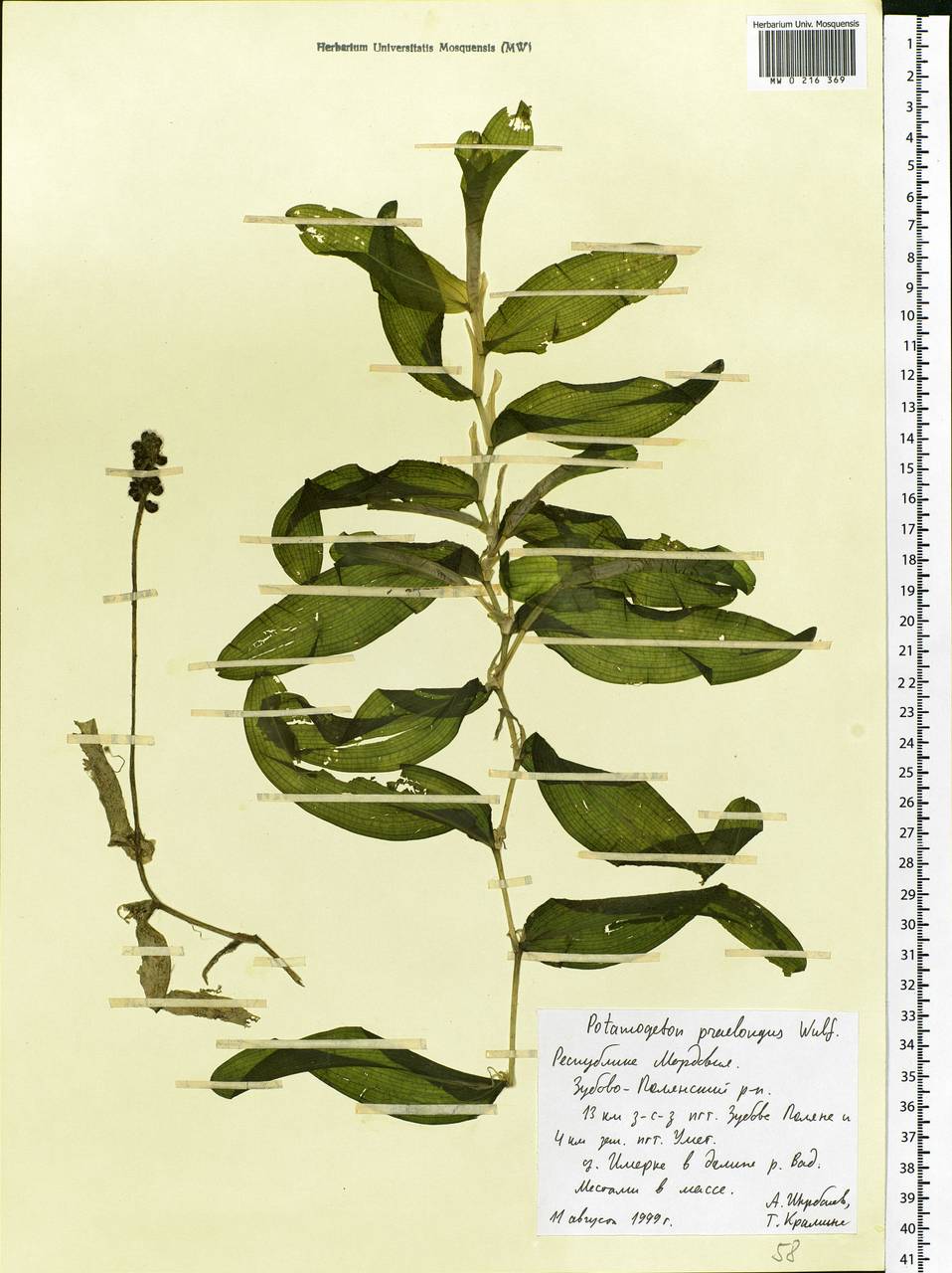 Potamogeton praelongus Wulfen, Eastern Europe, Middle Volga region (E8) (Russia)