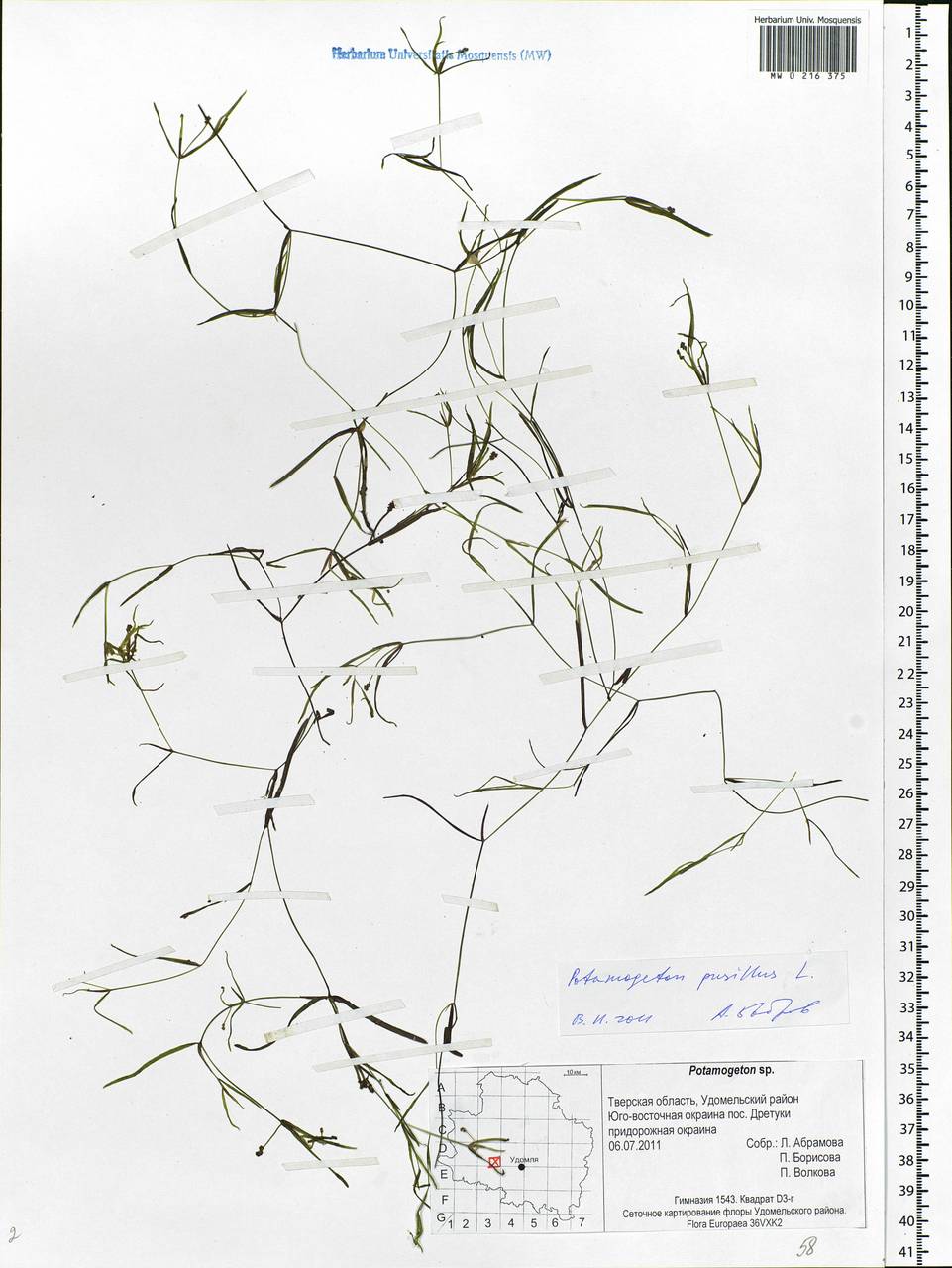 Potamogeton pusillus L., Eastern Europe, North-Western region (E2) (Russia)