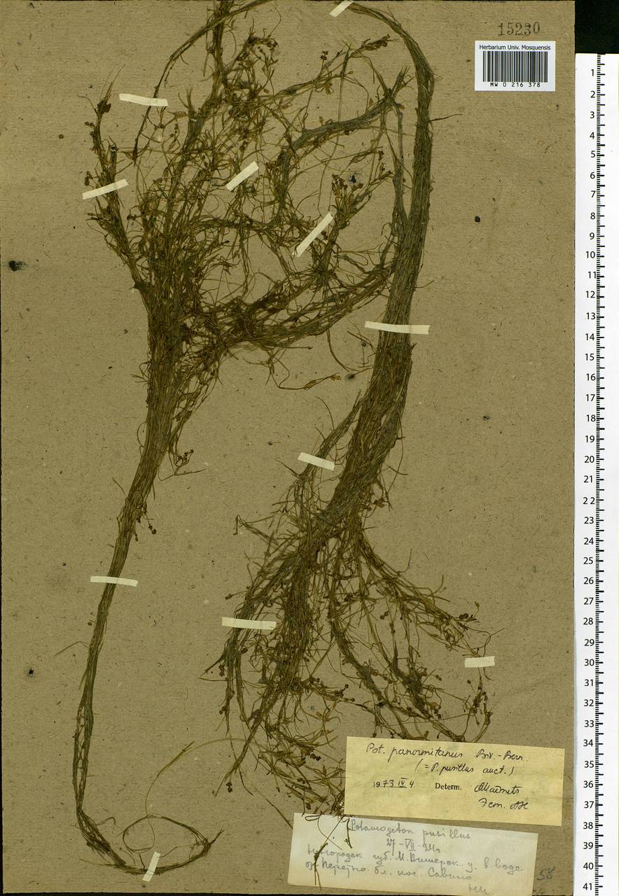 Potamogeton pusillus L., Eastern Europe, North-Western region (E2) (Russia)