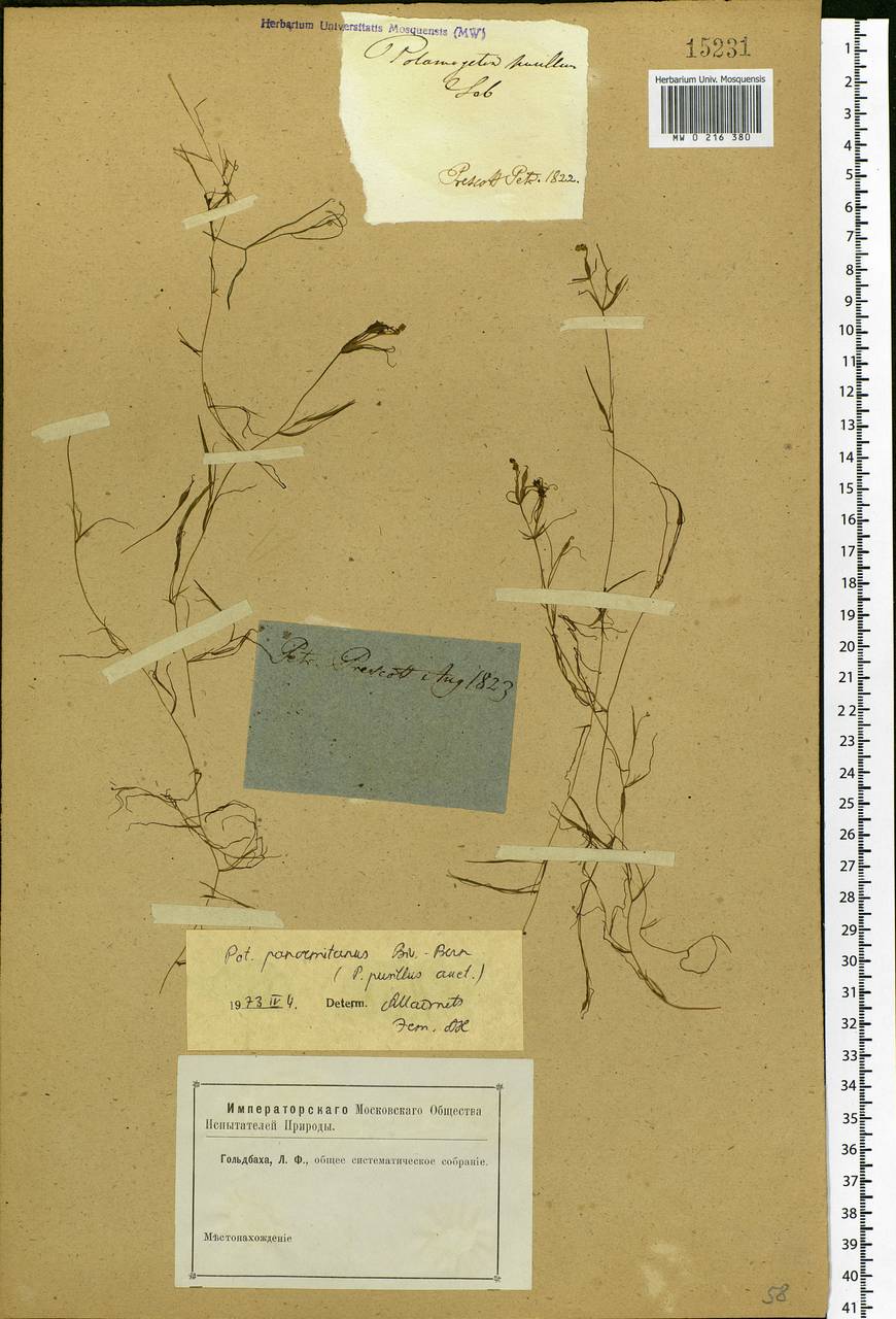 Potamogeton pusillus L., Eastern Europe, North-Western region (E2) (Russia)