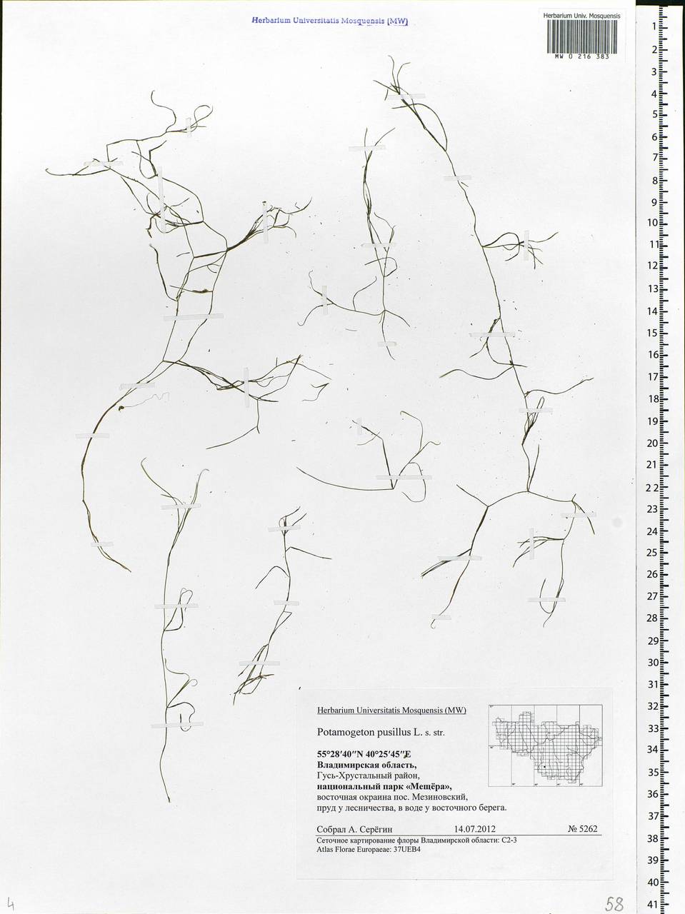 Potamogeton pusillus L., Eastern Europe, Central region (E4) (Russia)
