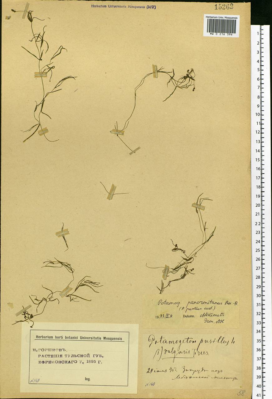 Potamogeton pusillus L., Eastern Europe, Central forest-and-steppe region (E6) (Russia)