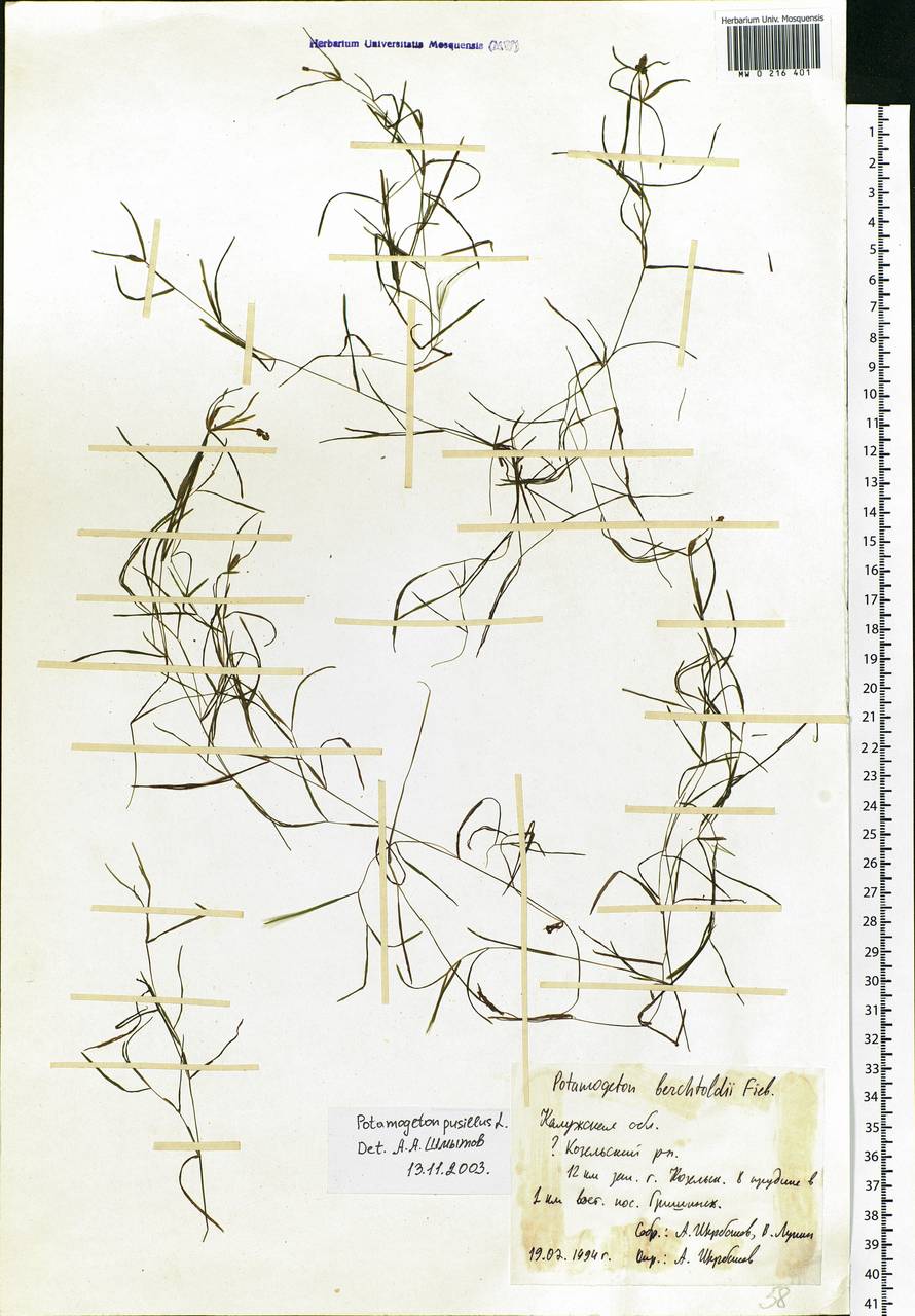 Potamogeton pusillus L., Eastern Europe, Central region (E4) (Russia)