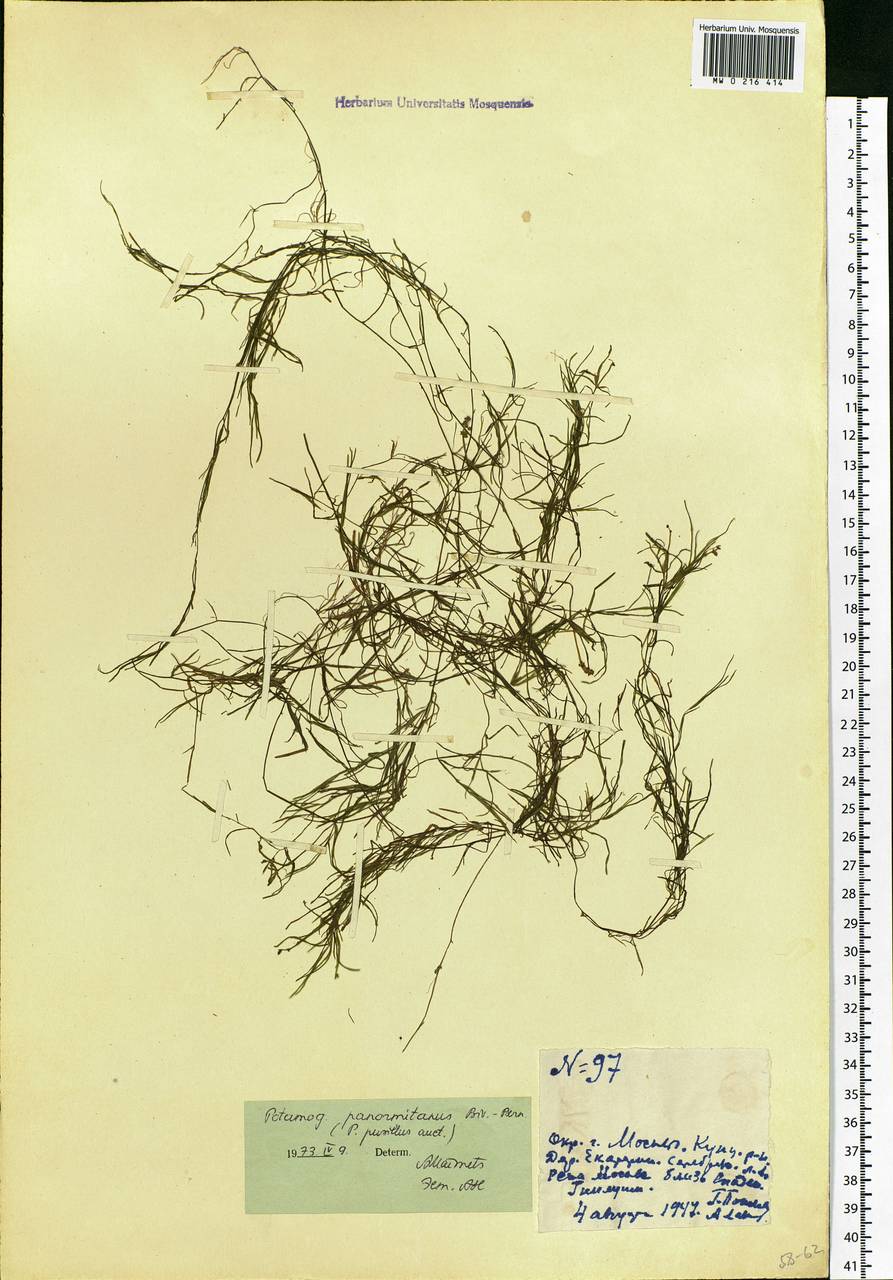 Potamogeton pusillus L., Eastern Europe, Moscow region (E4a) (Russia)