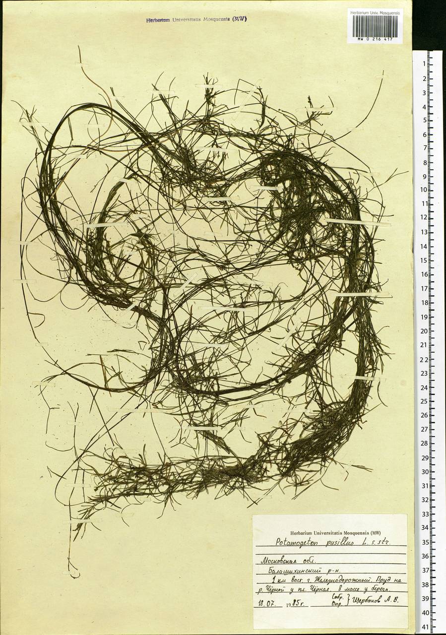 Potamogeton pusillus L., Eastern Europe, Moscow region (E4a) (Russia)