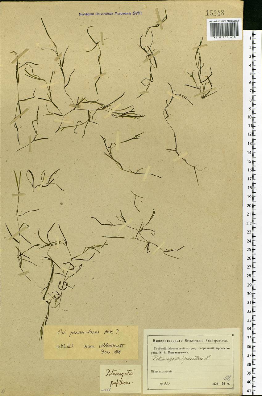 Potamogeton pusillus L., Eastern Europe, Moscow region (E4a) (Russia)