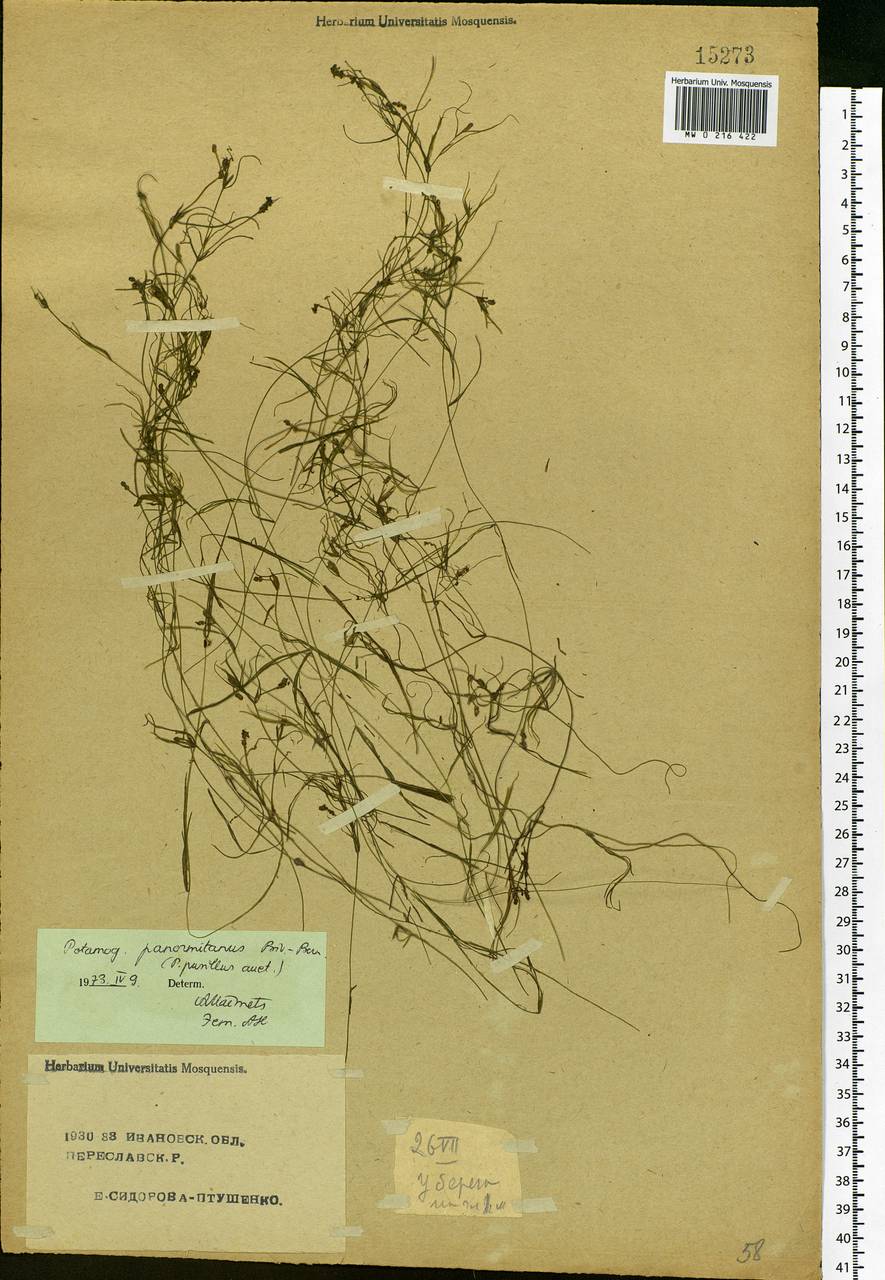Potamogeton pusillus L., Eastern Europe, Central forest region (E5) (Russia)
