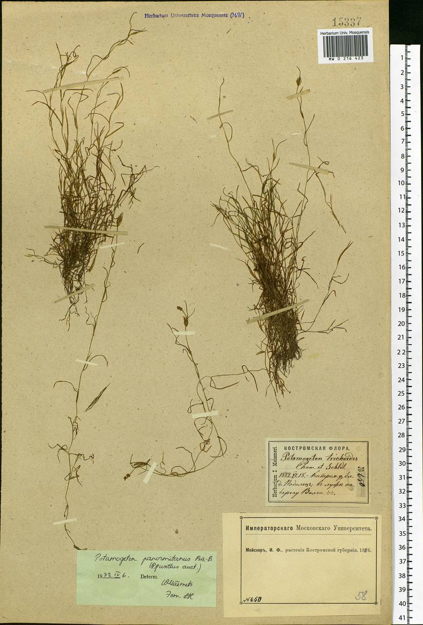 Potamogeton pusillus L., Eastern Europe, Central forest region (E5) (Russia)