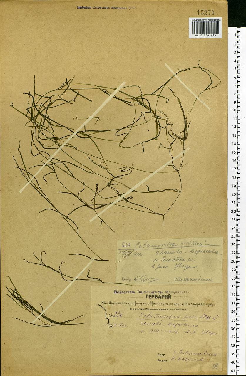 Potamogeton pusillus L., Eastern Europe, Central forest region (E5) (Russia)