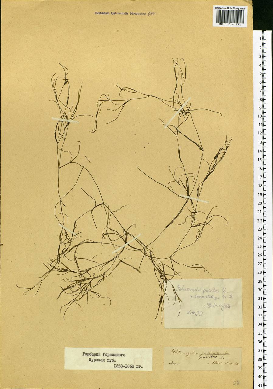 Potamogeton pusillus L., Eastern Europe, Central forest-and-steppe region (E6) (Russia)