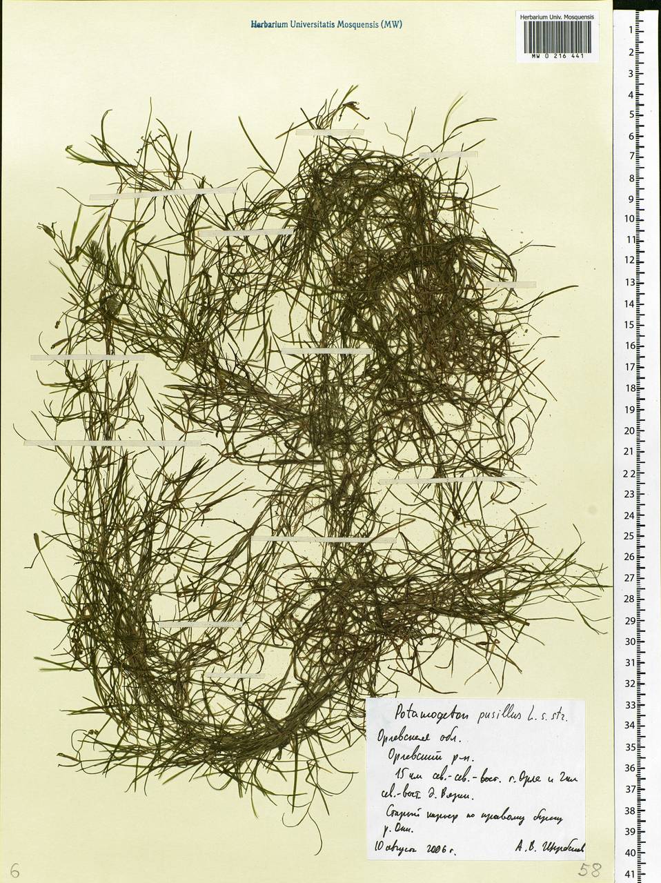 Potamogeton pusillus L., Eastern Europe, Central forest-and-steppe region (E6) (Russia)