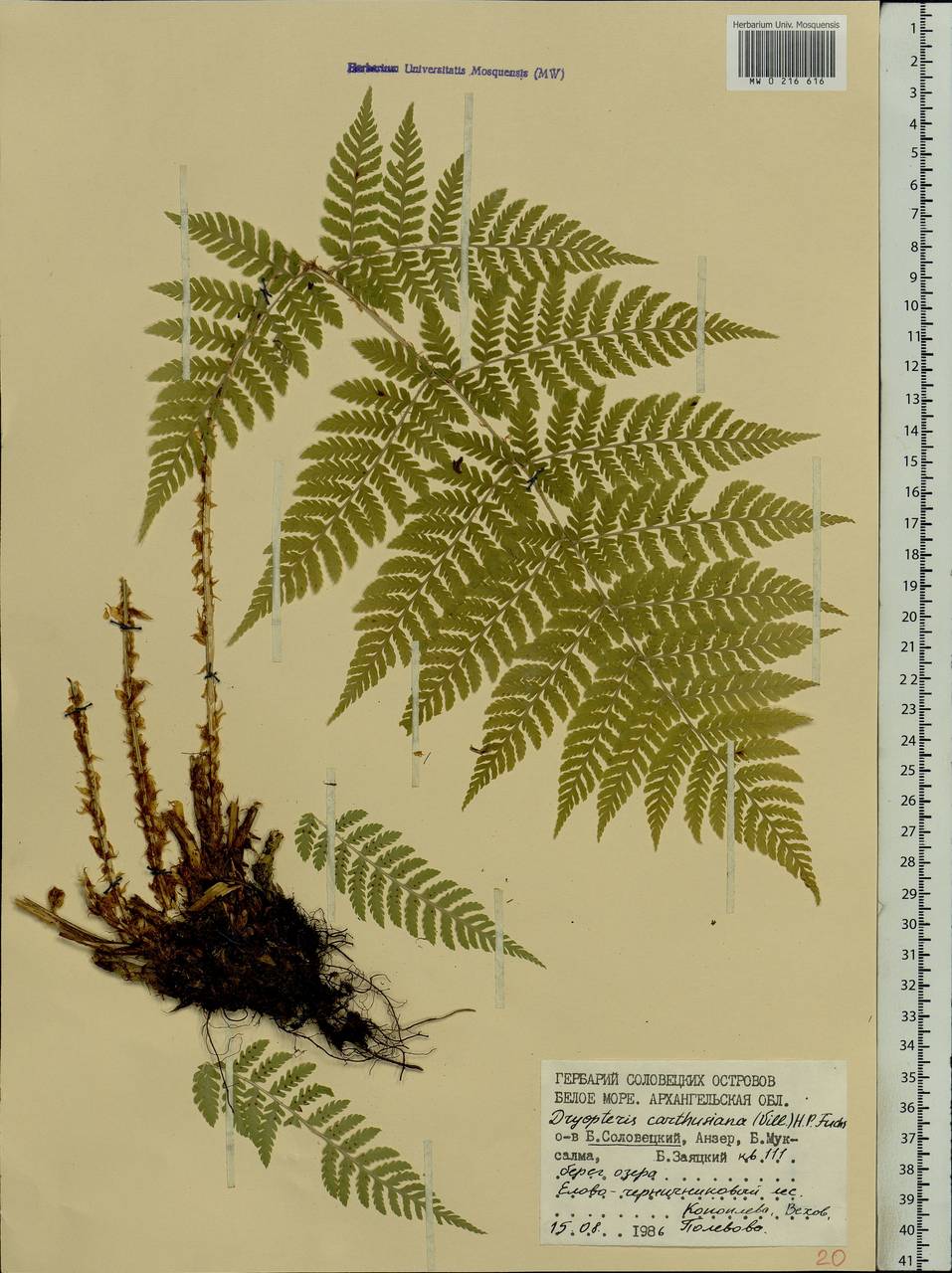 Dryopteris carthusiana (Vill.) H. P. Fuchs, Eastern Europe, Northern region (E1) (Russia)