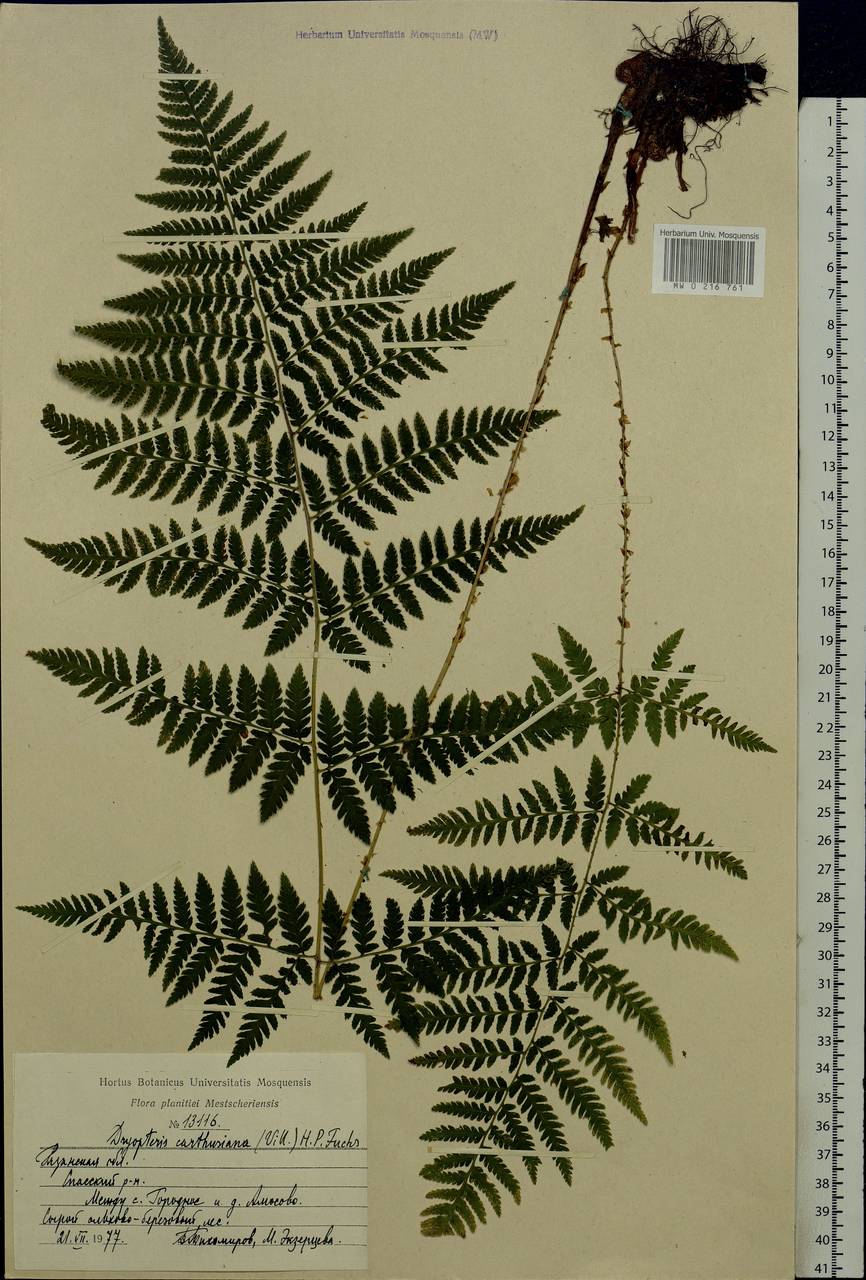 Dryopteris carthusiana (Vill.) H. P. Fuchs, Eastern Europe, Central region (E4) (Russia)