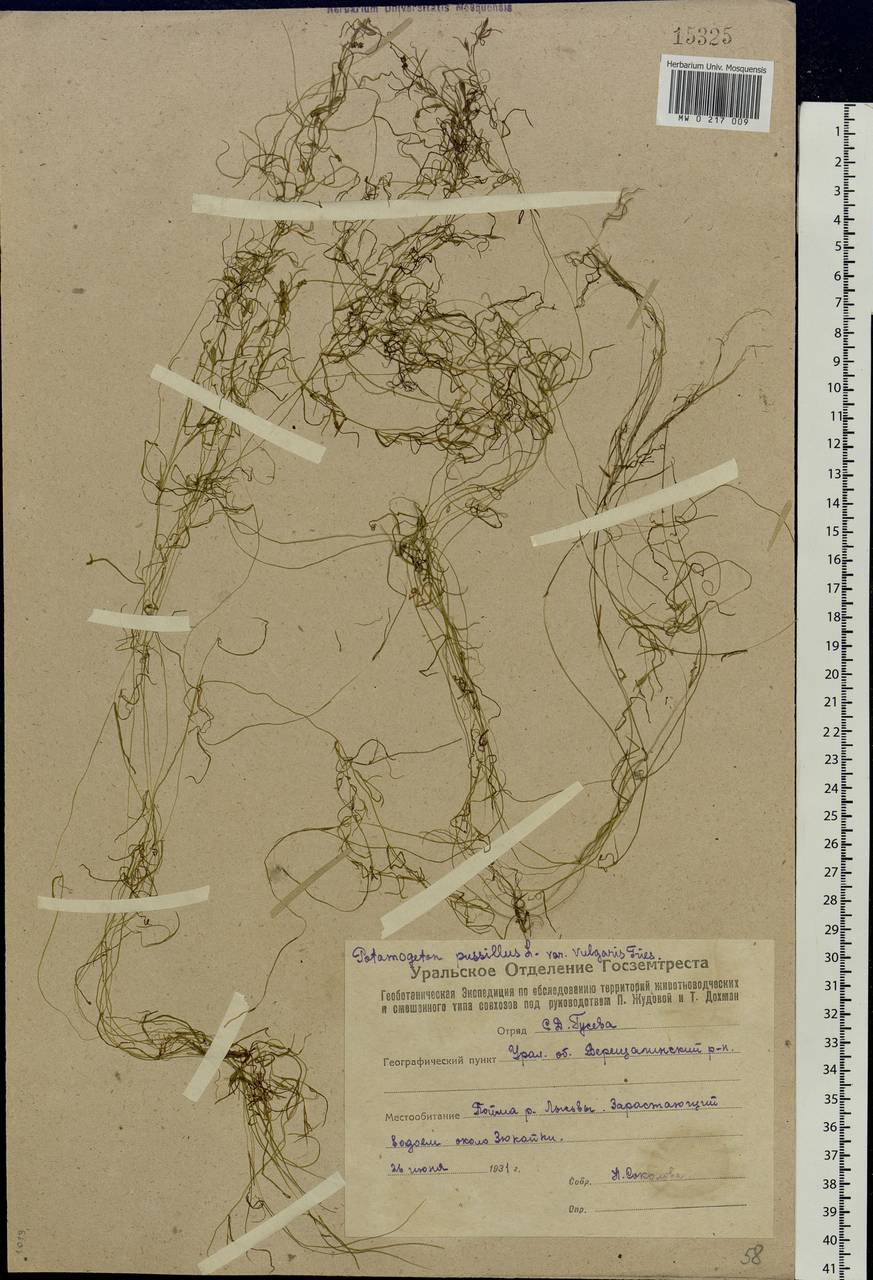 Potamogeton pusillus L., Eastern Europe, Eastern region (E10) (Russia)