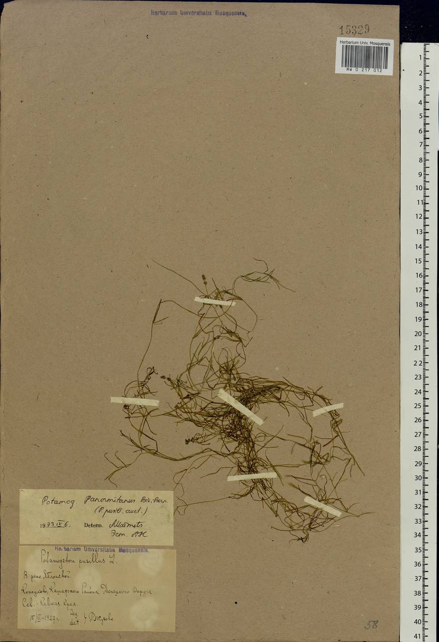 Potamogeton pusillus L., Eastern Europe, Rostov Oblast (E12a) (Russia)