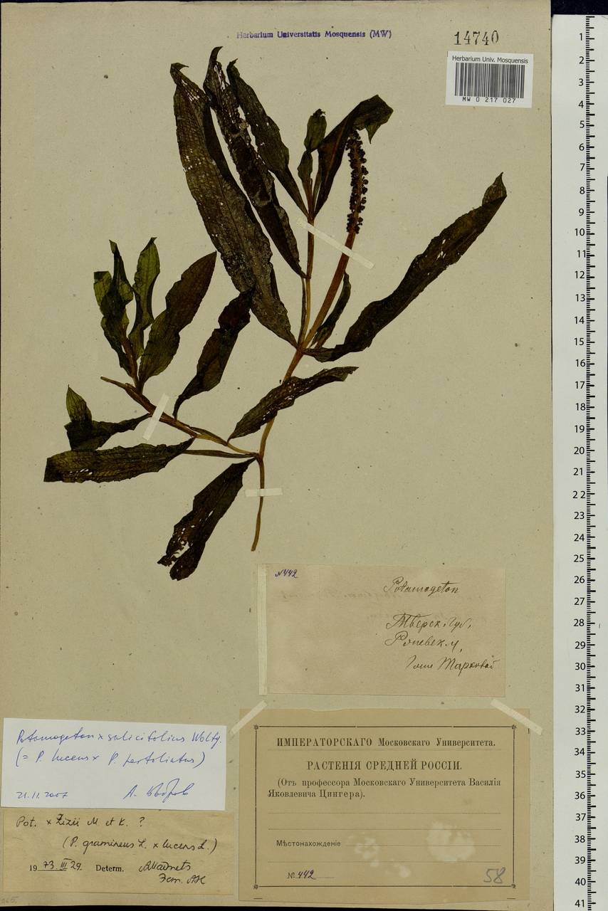 Potamogeton salicifolius Wolfg., Eastern Europe, North-Western region (E2) (Russia)