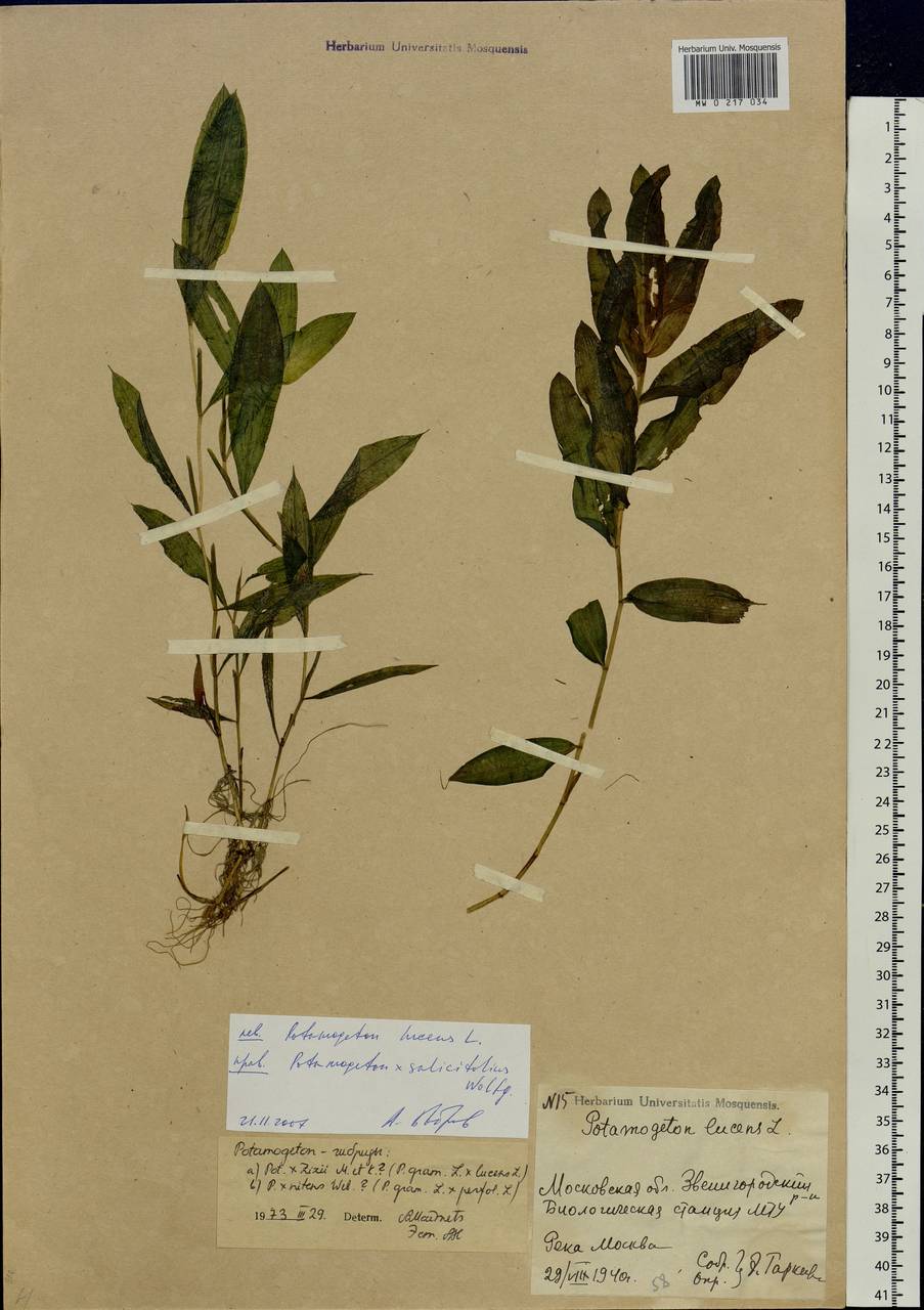 Potamogeton salicifolius Wolfg., Eastern Europe, Moscow region (E4a) (Russia)
