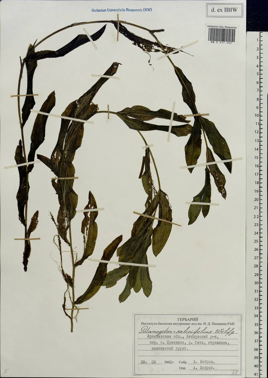 Potamogeton salicifolius Wolfg., Eastern Europe, Central forest region (E5) (Russia)