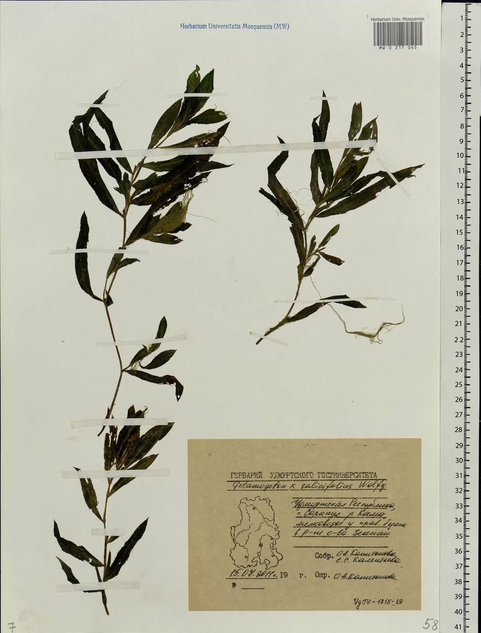 Potamogeton salicifolius Wolfg., Eastern Europe, Volga-Kama region (E7) (Russia)