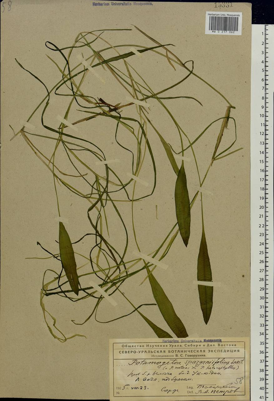 Potamogeton × sparganiifolius Laest. ex Fr., Eastern Europe, Northern region (E1) (Russia)