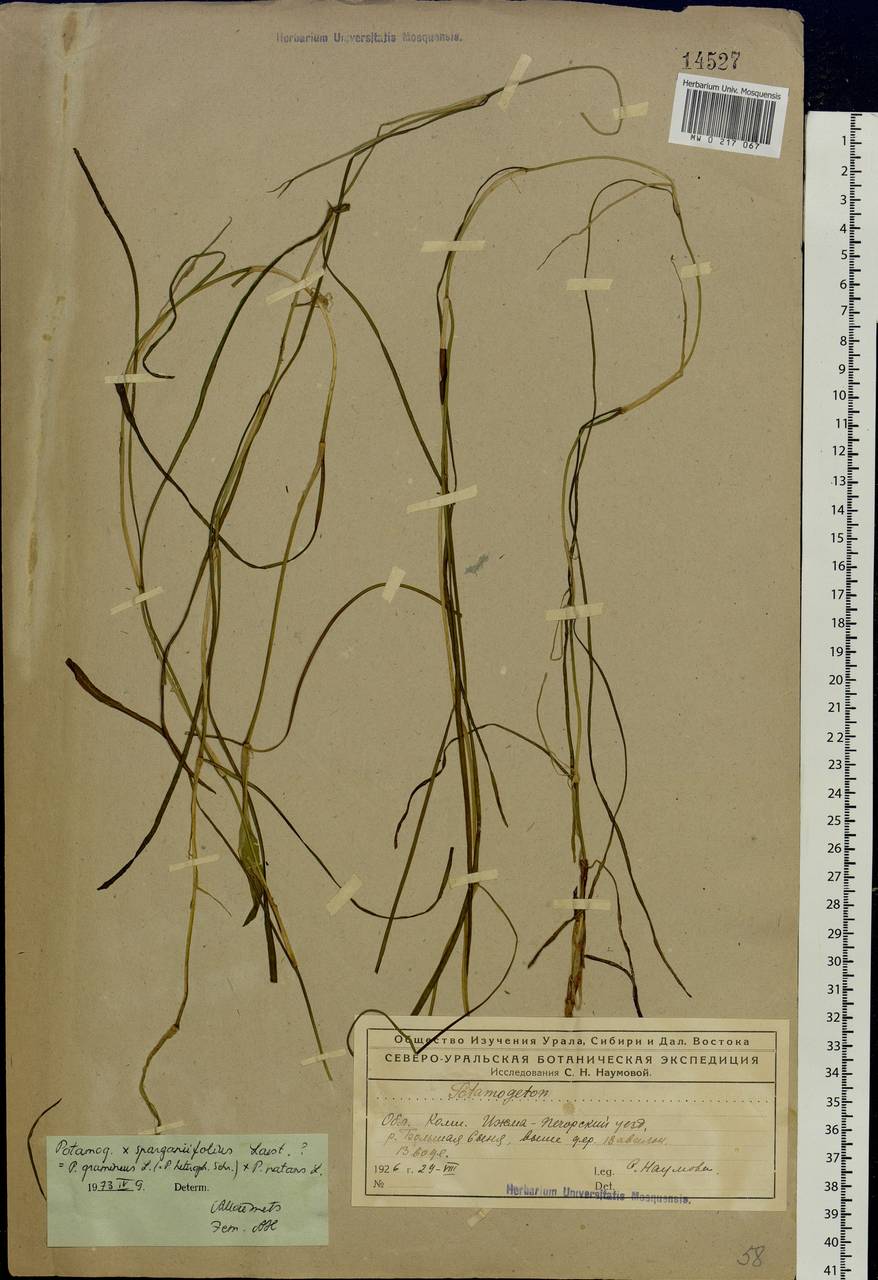 Potamogeton × sparganiifolius Laest. ex Fr., Eastern Europe, Northern region (E1) (Russia)