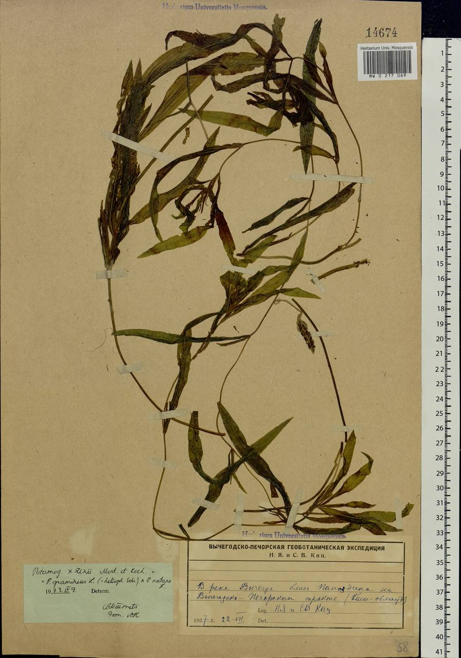 Potamogeton × sparganiifolius Laest. ex Fr., Eastern Europe, Northern region (E1) (Russia)