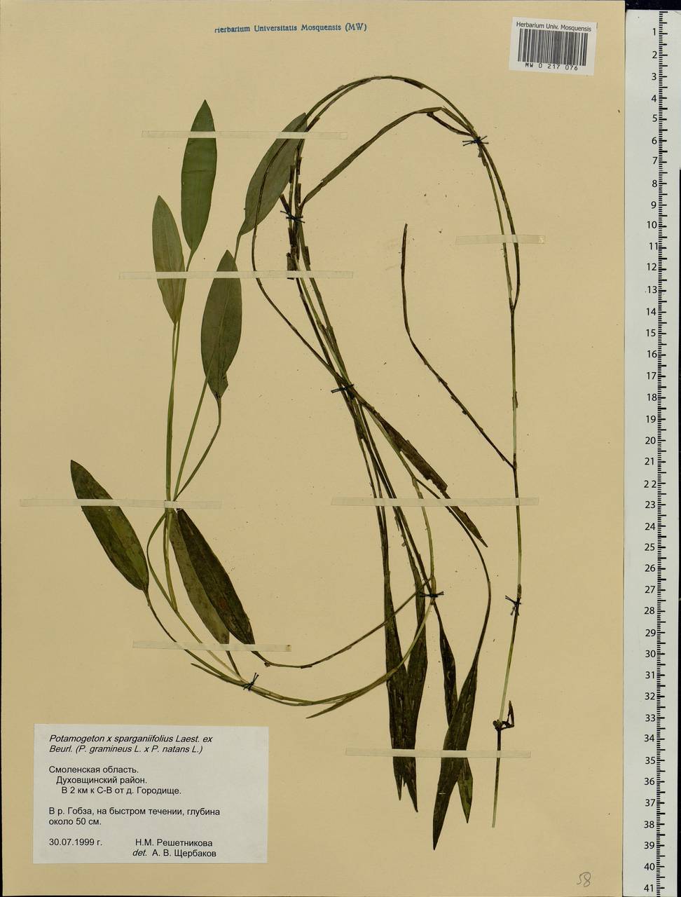 Potamogeton × sparganiifolius Laest. ex Fr., Eastern Europe, Western region (E3) (Russia)