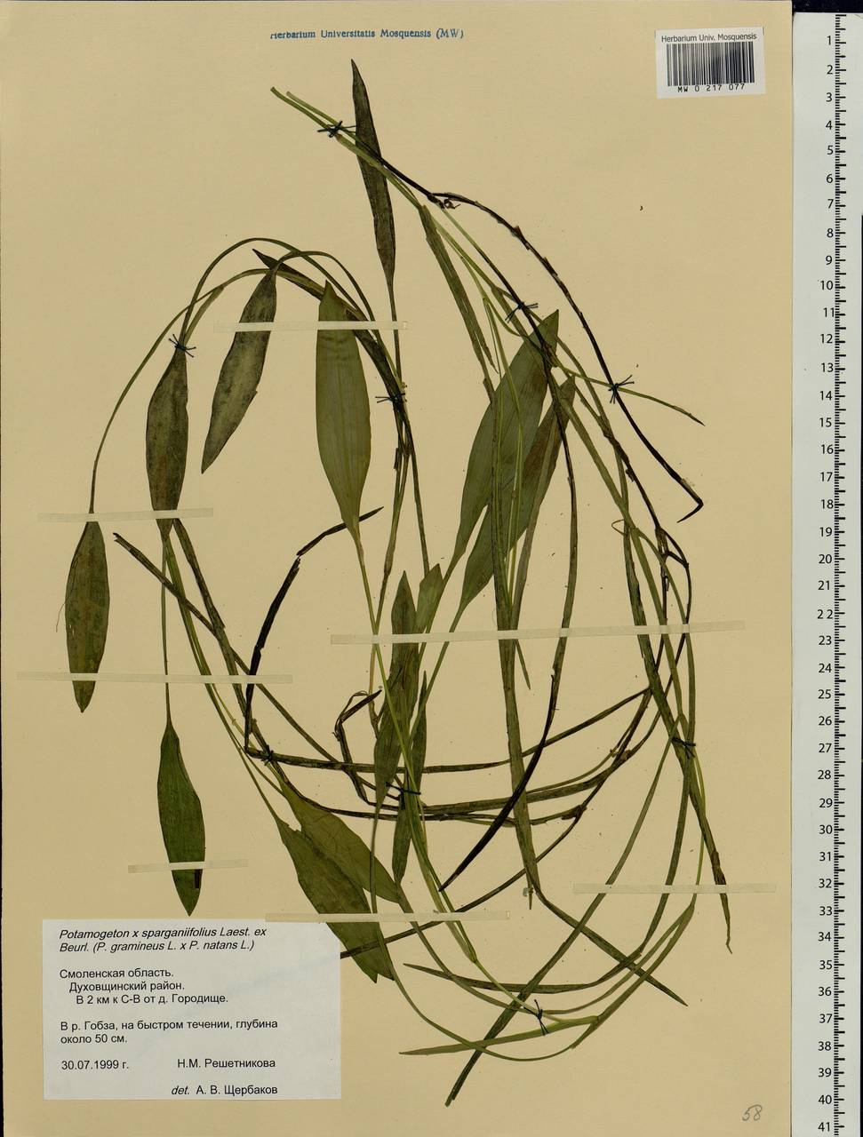 Potamogeton × sparganiifolius Laest. ex Fr., Eastern Europe, Western region (E3) (Russia)