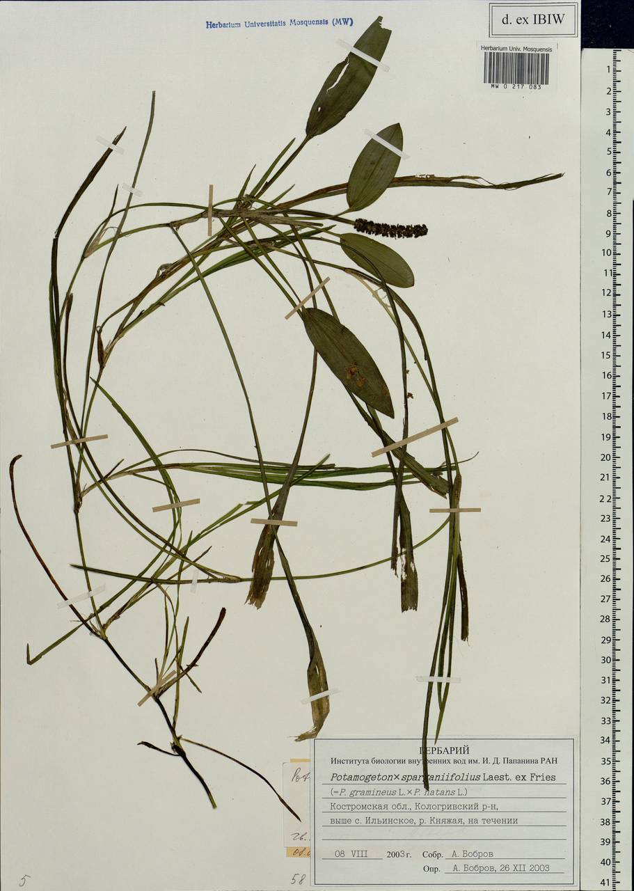 Potamogeton × sparganiifolius Laest. ex Fr., Eastern Europe, Central forest region (E5) (Russia)