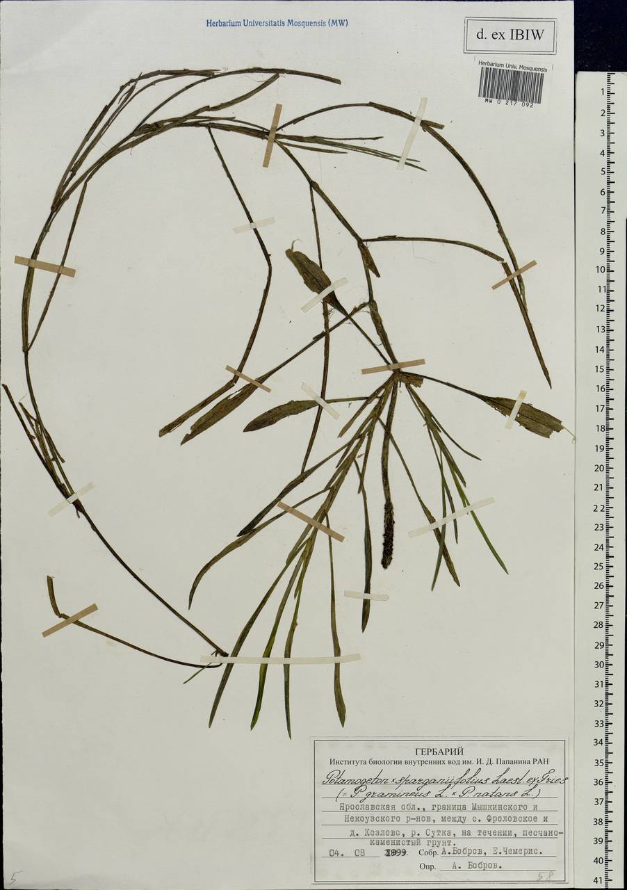 Potamogeton × sparganiifolius Laest. ex Fr., Eastern Europe, Central forest region (E5) (Russia)