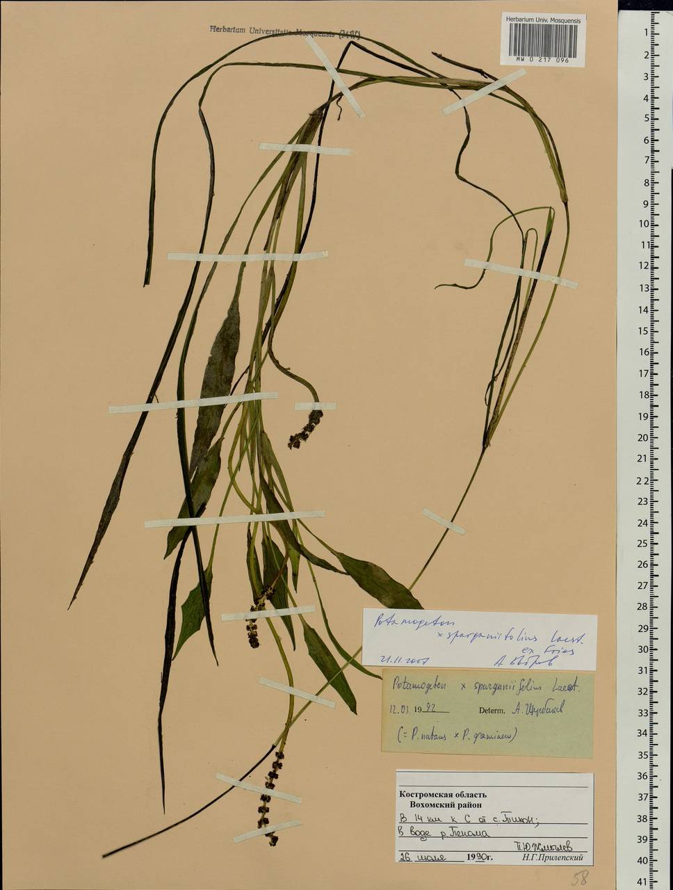 Potamogeton × sparganiifolius Laest. ex Fr., Eastern Europe, Central forest region (E5) (Russia)