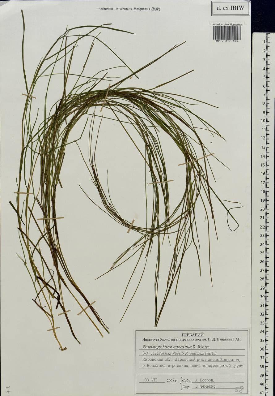 Stuckenia suecica (K.Richt.) Holub, Eastern Europe, Volga-Kama region (E7) (Russia)