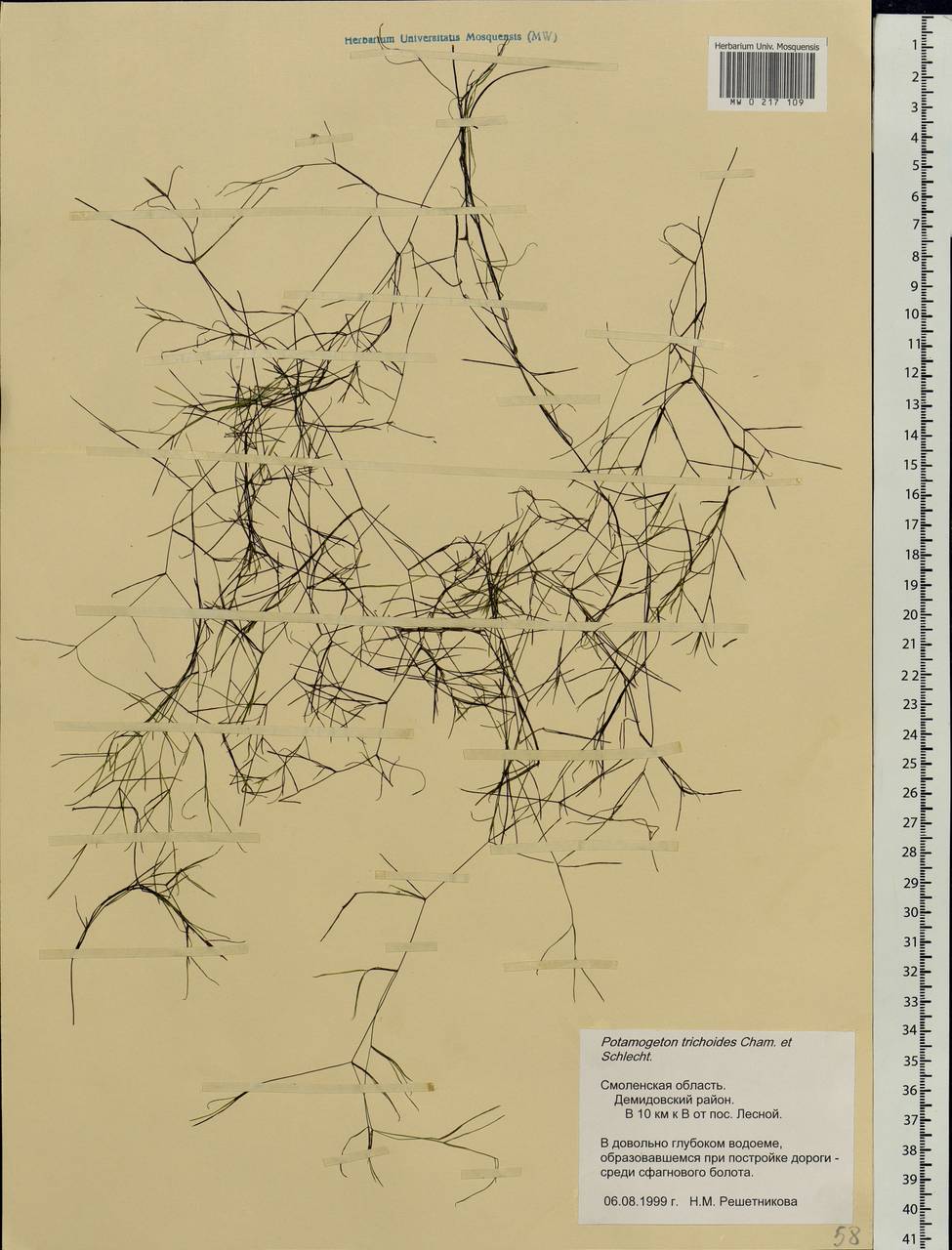 Potamogeton trichoides Cham. & Schltdl., Eastern Europe, Western region (E3) (Russia)