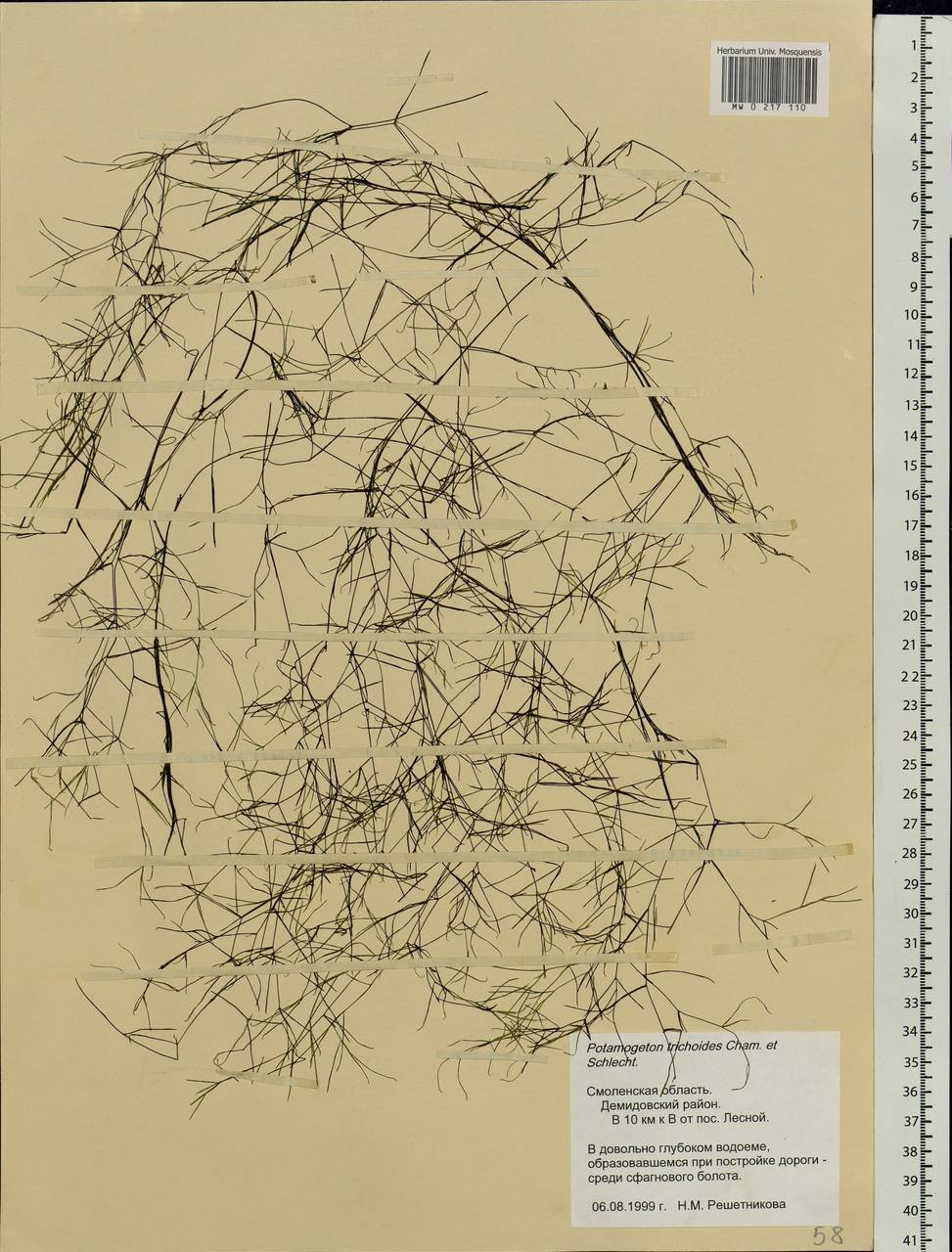 Potamogeton trichoides Cham. & Schltdl., Eastern Europe, Western region (E3) (Russia)