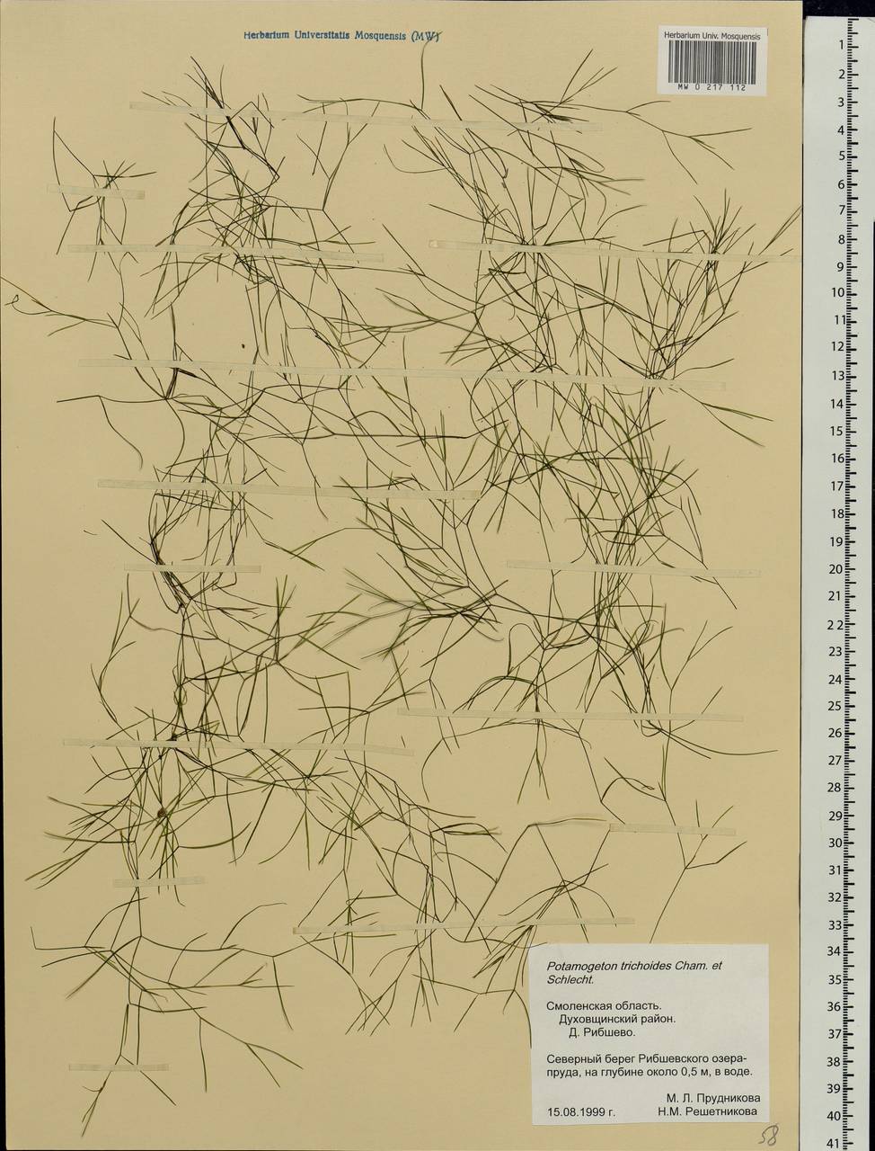 Potamogeton trichoides Cham. & Schltdl., Eastern Europe, Western region (E3) (Russia)