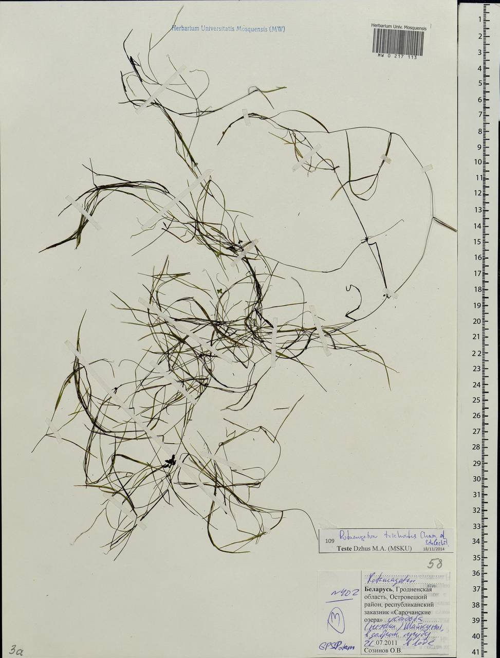 Potamogeton trichoides Cham. & Schltdl., Eastern Europe, Belarus (E3a) (Belarus)