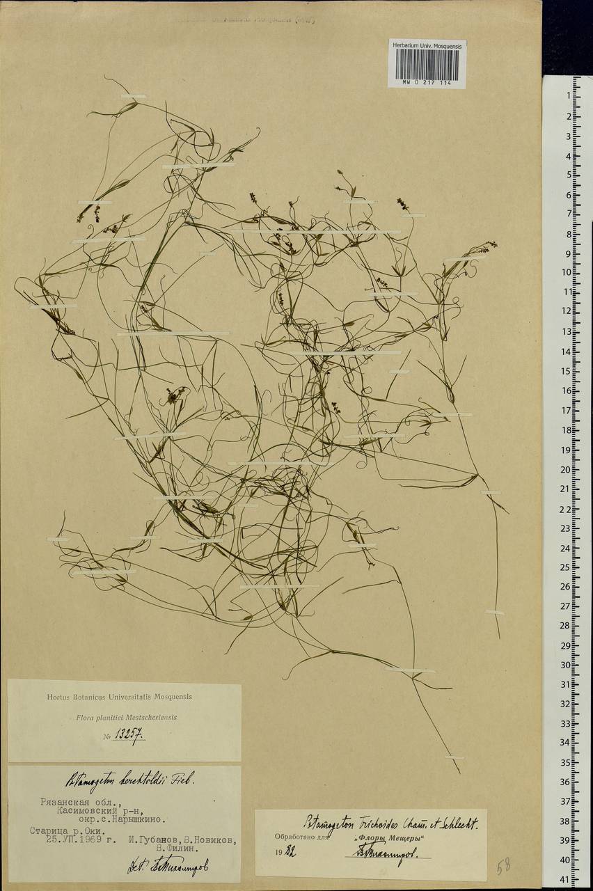 Potamogeton trichoides Cham. & Schltdl., Eastern Europe, Central region (E4) (Russia)