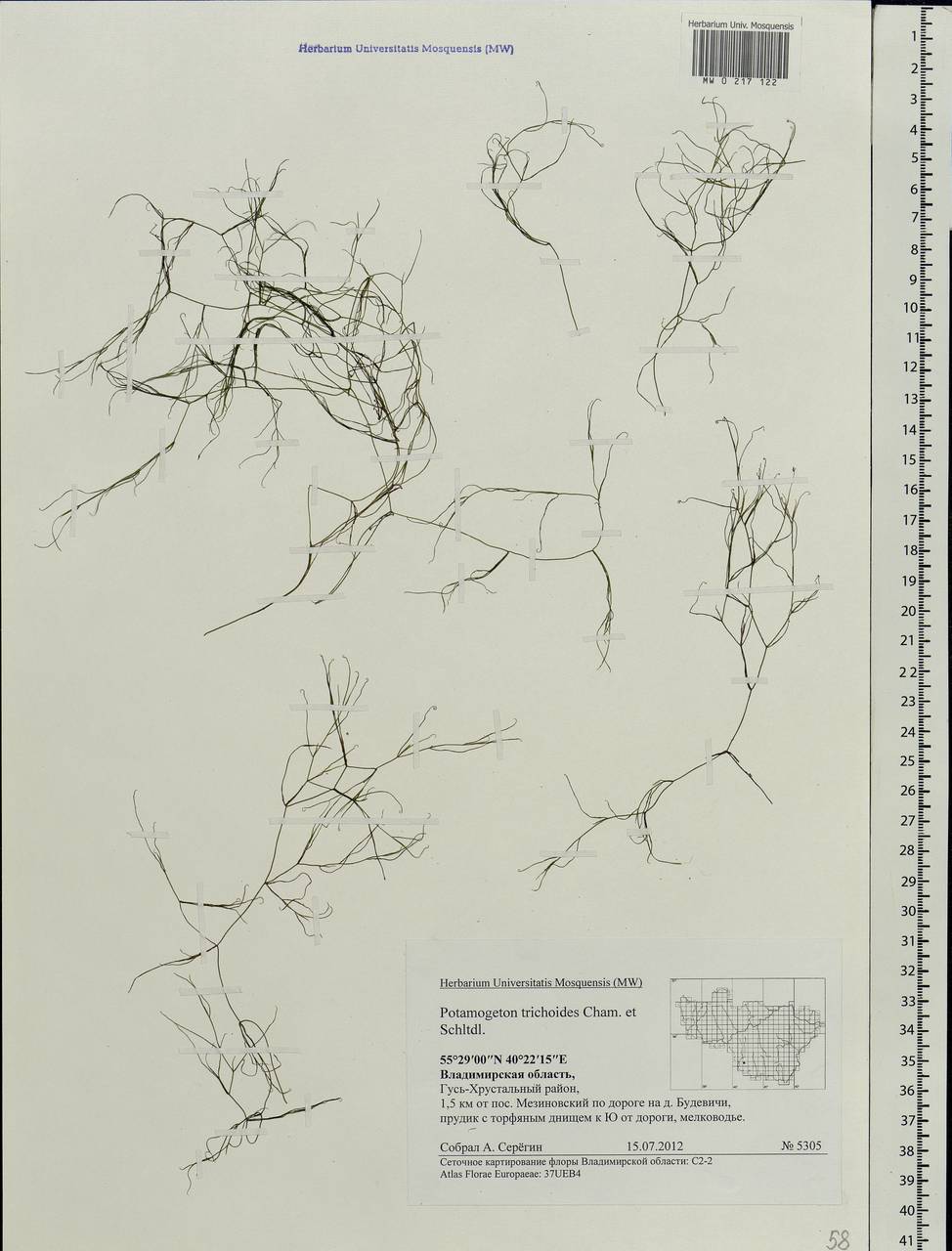 Potamogeton trichoides Cham. & Schltdl., Eastern Europe, Central region (E4) (Russia)
