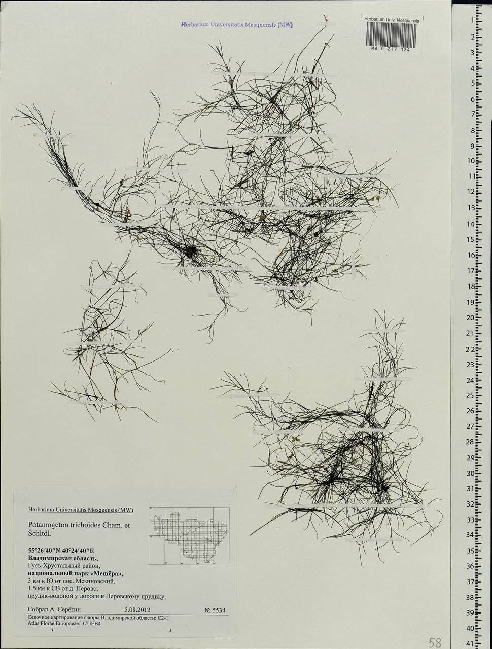 Potamogeton trichoides Cham. & Schltdl., Eastern Europe, Central region (E4) (Russia)