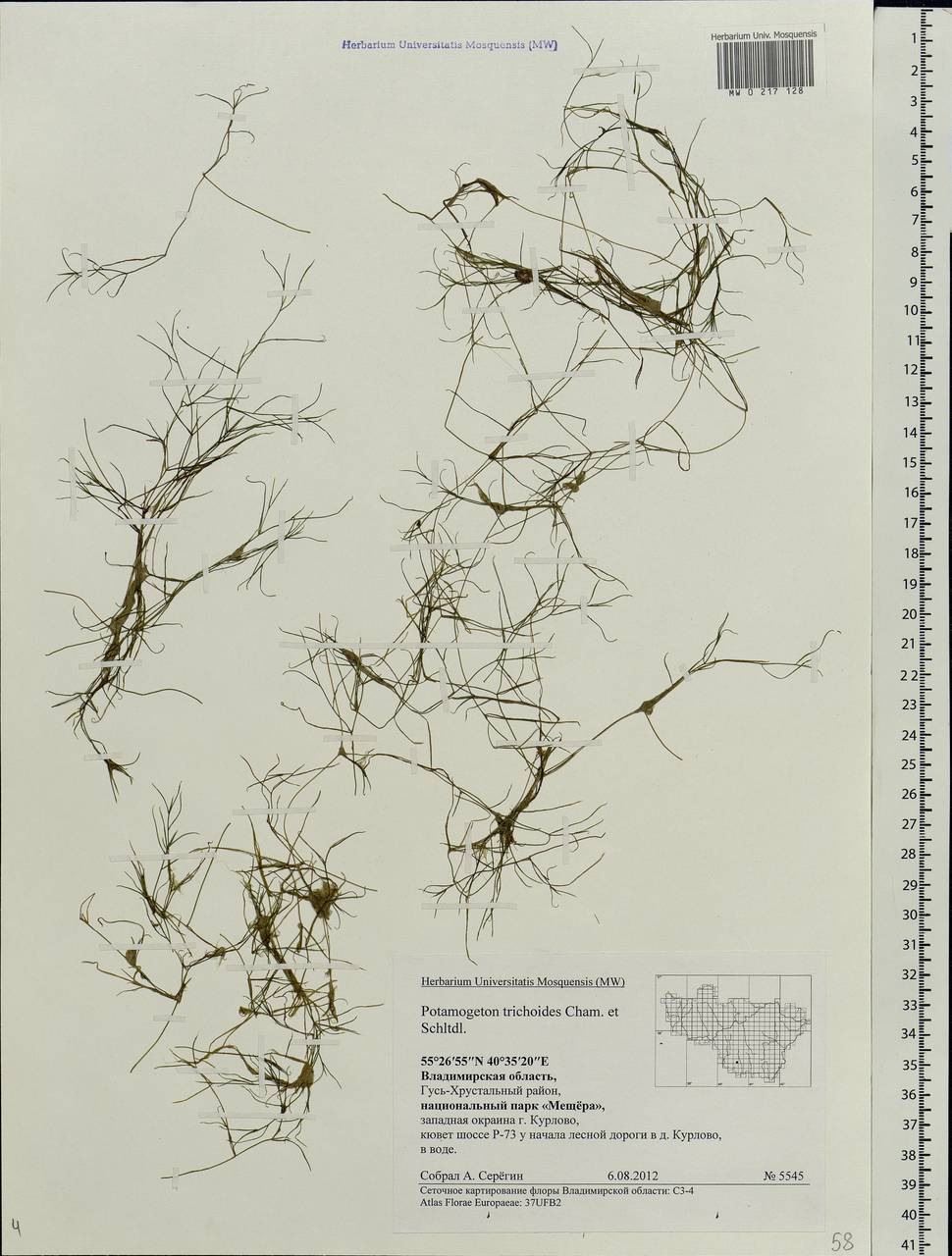 Potamogeton trichoides Cham. & Schltdl., Eastern Europe, Central region (E4) (Russia)