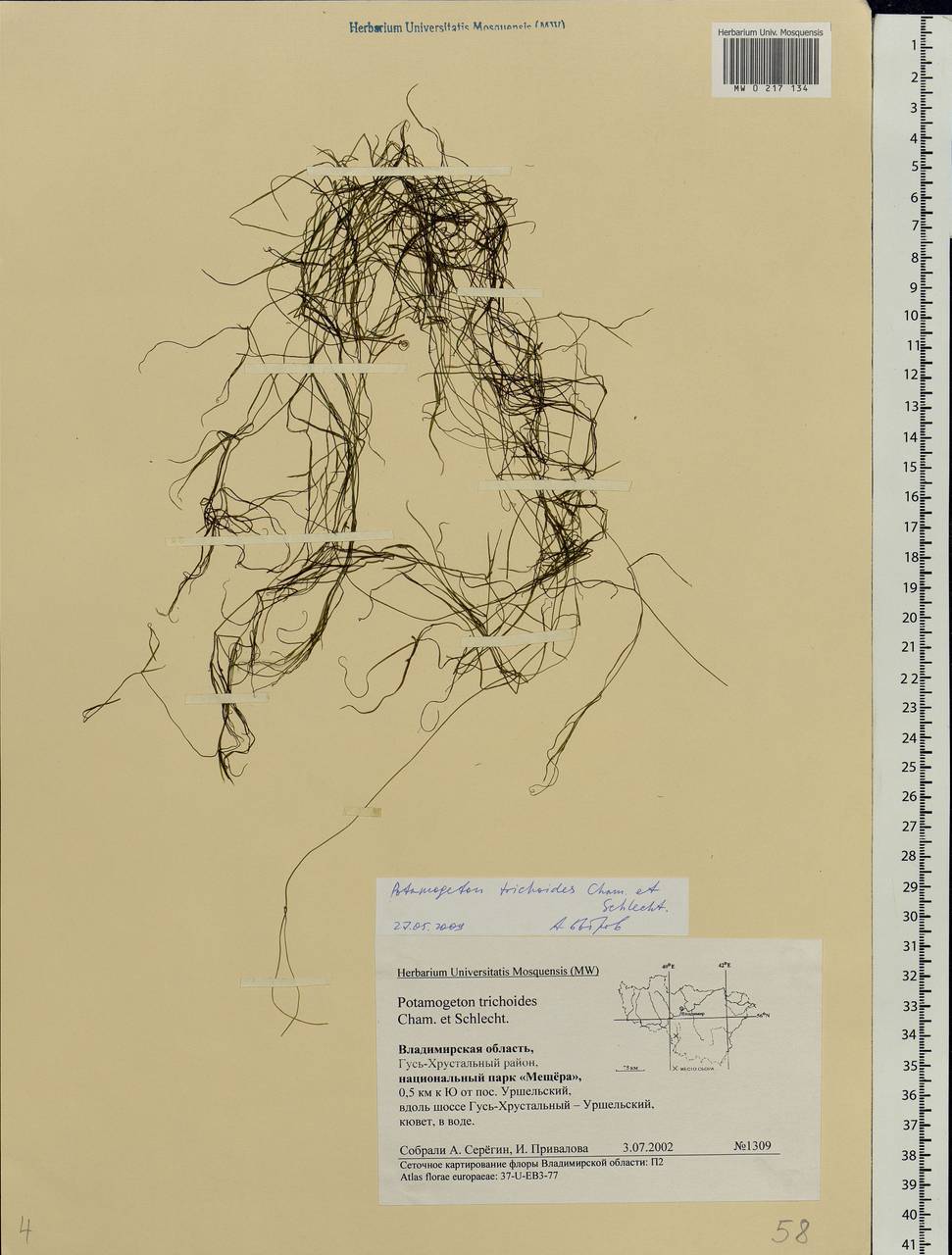 Potamogeton trichoides Cham. & Schltdl., Eastern Europe, Central region (E4) (Russia)