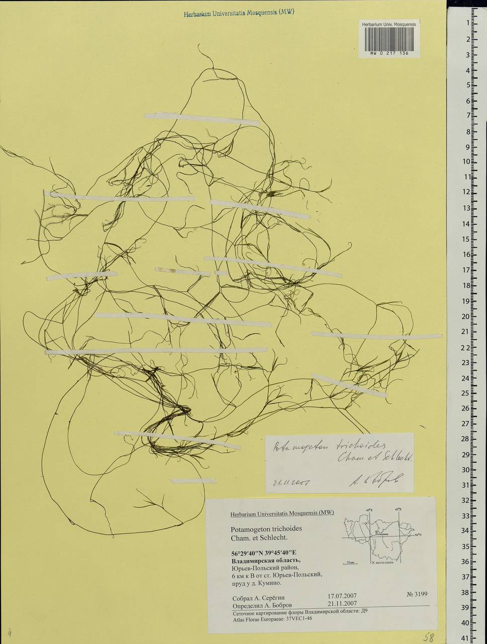 Potamogeton trichoides Cham. & Schltdl., Eastern Europe, Central region (E4) (Russia)