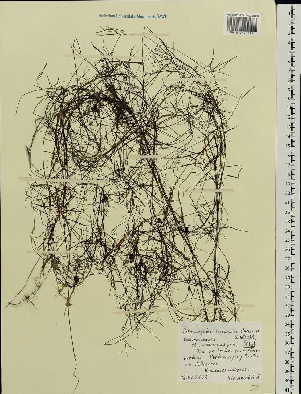 Potamogeton trichoides Cham. & Schltdl., Eastern Europe, Central region (E4) (Russia)