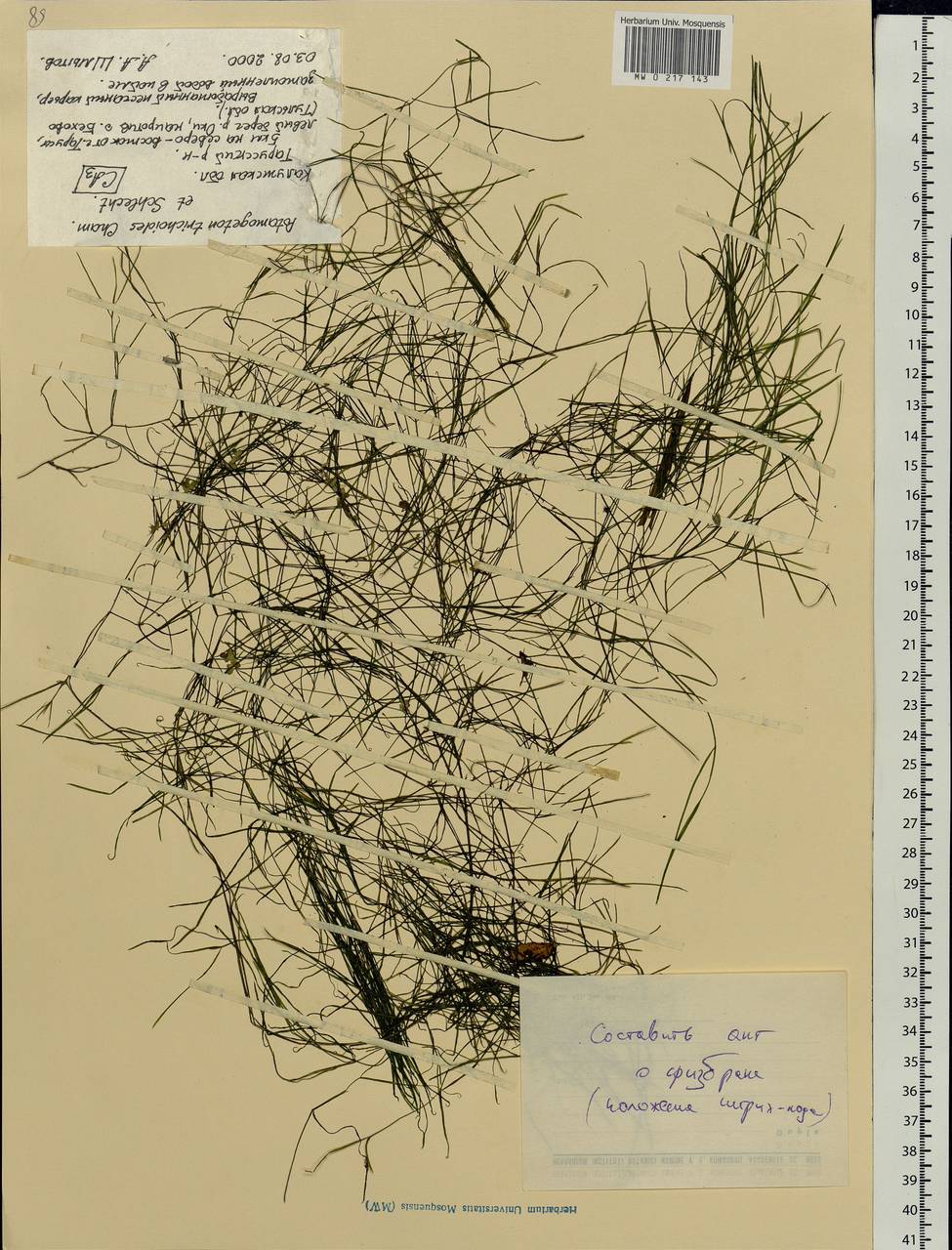 Potamogeton trichoides Cham. & Schltdl., Eastern Europe, Central region (E4) (Russia)