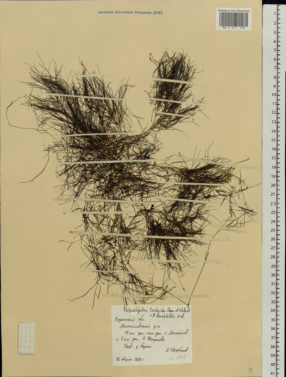 Potamogeton trichoides Cham. & Schltdl., Eastern Europe, Central region (E4) (Russia)