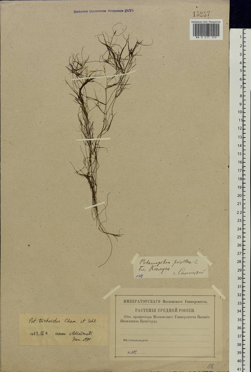 Potamogeton trichoides Cham. & Schltdl., Eastern Europe, Central region (E4) (Russia)