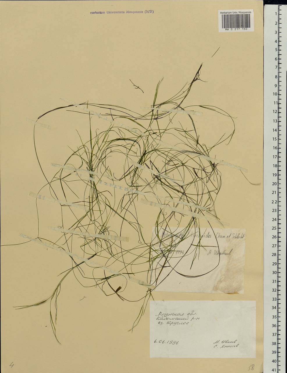 Potamogeton trichoides Cham. & Schltdl., Eastern Europe, Central region (E4) (Russia)
